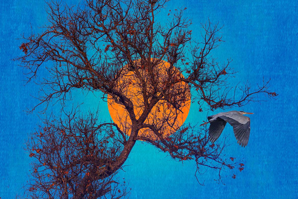 Heron Flying Through Desert with Orange Moon (by Monica Port)