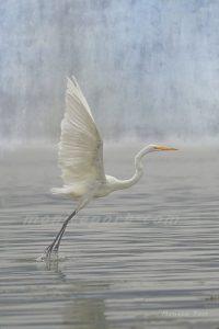 Heron Flying over Pond (by Monica Port)