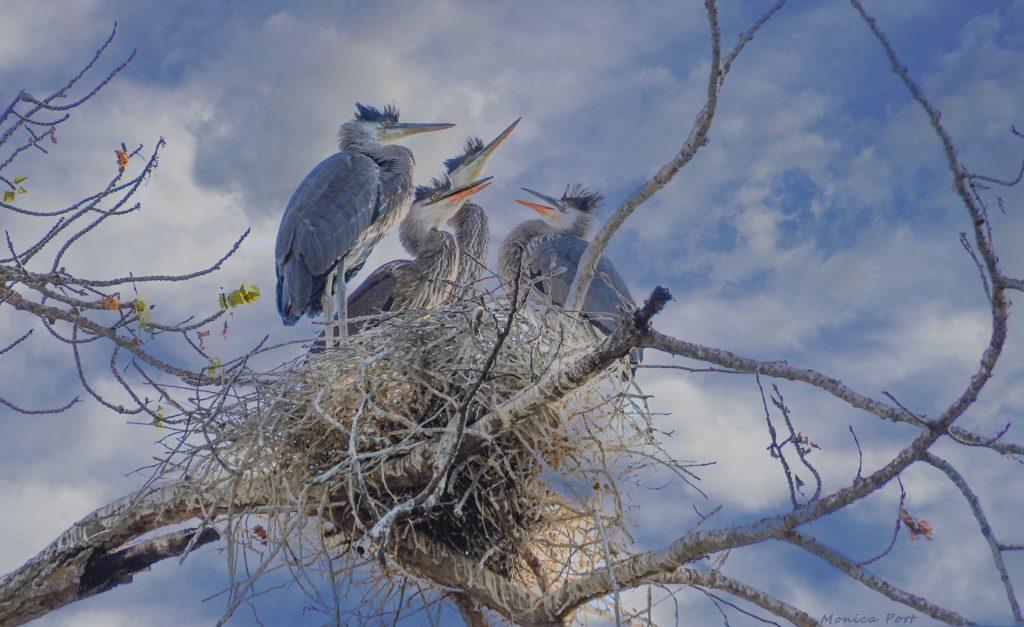 Herons Nesting (by Monica Port)