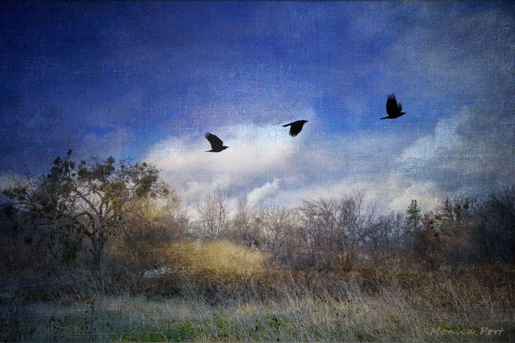 Three Birds Flying over Field (by Monica Port)