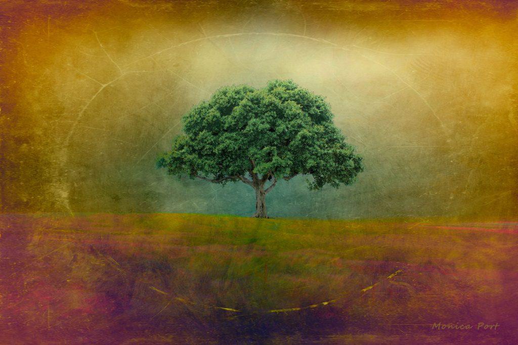 Tree in Field (by Monica Port)